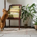 orange tabby cat on brown wooden chair