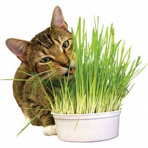 00121 Easy Grow Oat Grass Kit